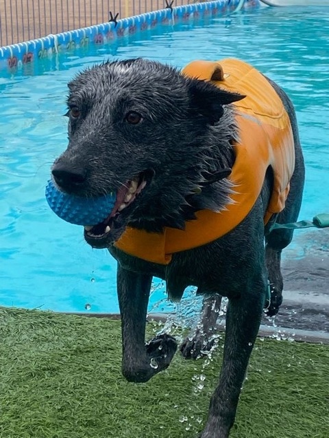 Dock Diving Practice Oct 2022