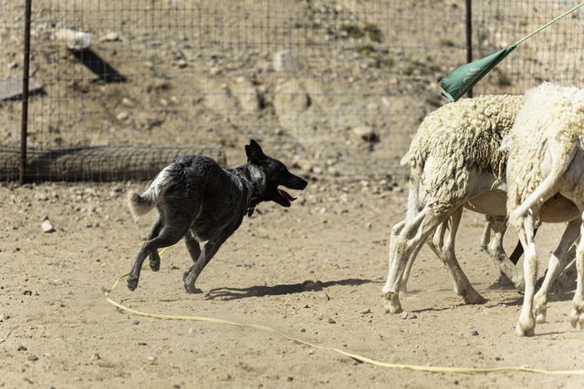 Sheep herding training June 2021