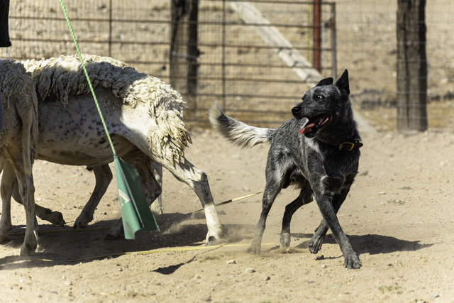Sheep herding training June 2021