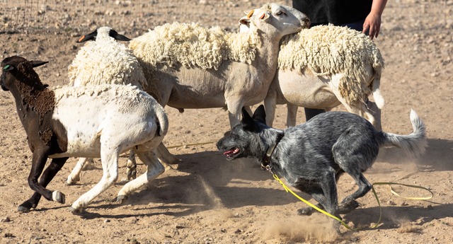 Sheep herding training June 2021